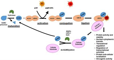 SUMOylation and NEDDylation in Primary and Metastatic Cancers to Bone